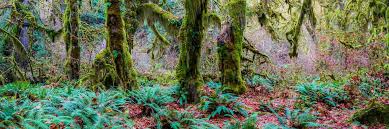 Olympic national park is a united states national park located in the state of washington, on the olympic peninsula. Hoh Rainforest Hikes Trails Lodging Kalaloch Lodge