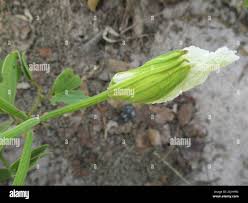 Image result for Bauhinia macrantha