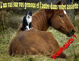 Résultat de recherche d'images pour "image de cheval contre l abandon"