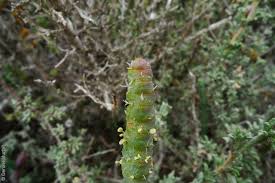 Image result for Salicornia pachystachya