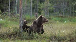 The mama bear instinct normally comes out when our children or family are threatened. Mother Brown Bears Protect Cubs With Human Shields Science Aaas