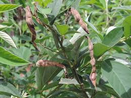 Image result for Cajanus cajan