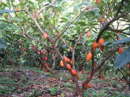 Cacao Tree Fleur Jardin Comment Planter Fleurs