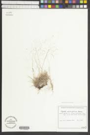 Image result for Agrostis kilimandscharica