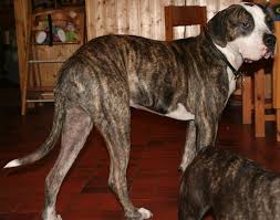 Um sie vor dem einschläfern zu retten: Ein Hund Der Beisst Wird Es Wieder Tun Stade