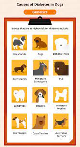 Dog Diabetes How To Care For A Diabetic Dog Canna Pet