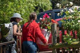 Chart Farm Roses And Farm Stall Near Wynberg Cape Town