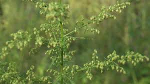 Image result for Artemisia sp.no.1