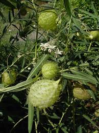 Image result for Gomphocarpus glaucophyllus