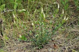 Image result for Polygala senensis