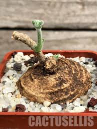 Image result for Trochomeria macrocarpa