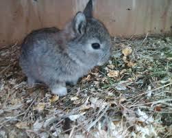 Everything You Wanted To Know About Baby Rabbits The Island Smallholder