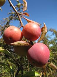 They get sun, sufficient water and only fertilized sparingly during the spring. Why Are There No Plums On My Tree Perfect Plants