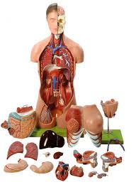 Huge collection, amazing choice, 100+ million high quality, affordable rf and rm images. Somso Torso With Head And Interchangeable Male And Female Genitalia