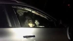 Here are 10 car insurance hacks the providers d. Black Bear Locks Itself Inside Suv In Port Moody Prompting Police Response Cbc News