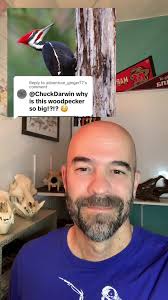 Book about A Dad Having A Woodpecker