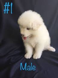 California is the 3rd largest state so it has much land to offer. Pin On Puppies For Sale