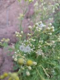 Image result for Eschenbachia stricta