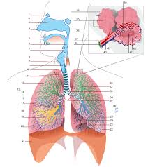 Ttp, ards, chest tube 10 yrs ago. Respiratory Zone Boundless Anatomy And Physiology