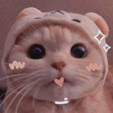 Pelatri 22 Follower 17 đang Follow 0 Lượt Thich Xem Những Video Ngắn Tuyệt Vời được Tạo Bởi Anak Kucing Gemas Anak Kucing Menggemaskan Gambar Kucing Lucu