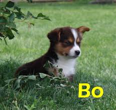 The corgi chihuahua mix requires moderate maintenance. Corgi Puppies For Sale In Va Petswall