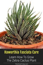 Haworthiopsis Fasciata Care Growing Haworthia Fasciata Zebra Plant Aloe Plant Care Plants Zebra Plant