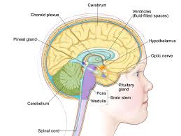 He may also develop brain cancer from tumors that have spread from other parts of the body into the brain. Gene Fusion Found In Childhood Brain Tumor National Cancer Institute