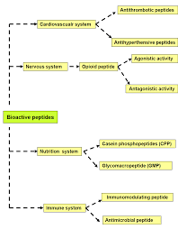 The human body is able to make certain amino acids on its own (called. Bioactive Casein Phosphopeptides In Dairy Products As Nutraceuticals For Functional Foods Intechopen