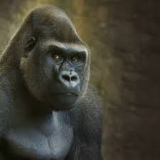 Low Land Gorrilla Western Lowland Gorilla Pet Portraits Gorilla