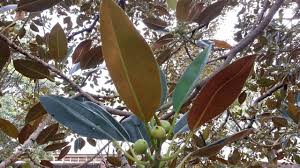 Image result for Ficus fischeri