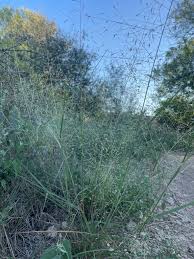Image result for Eragrostis lepidobasis
