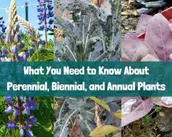 Examples of cool plants that flower year after year include roses, lilac shrubs, stunning hibiscus plants, flowering trees, succulents, and dahlias. What You Need To Know About Perennial Biennial And Annual Plants