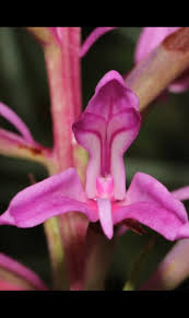 Image result for Disperis reichenbachiana