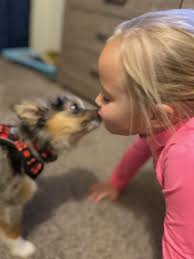 Mini/toy australian shepherds are a great breed. Toy Australian Shepherd Puppies Shallow Creek Farms
