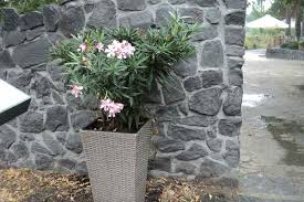 Weiter erfahrt ihr, wie der oleanderschnitt durchgeführt werden muss. Oleander Schneiden Uberwintern Tipps Zum Kaufen Vermehren Pflegen