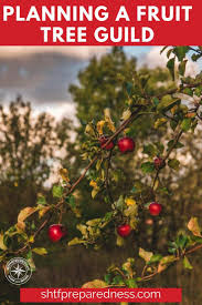 Planning A Fruit Tree Guild Shtfpreparedness Fruit Trees Fruit Gardening Advice
