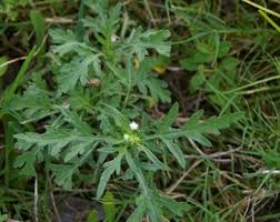 Image result for Parthenium