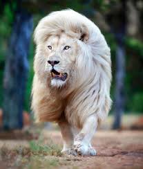 En cause, l'homme bien sûr, et son incroyable capacité à tout détruire sur son passage ! En Images L Histoire Du Plus Beau Lion Du Monde