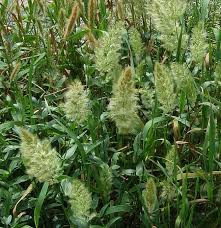 Image result for Polypogon monspeliensis