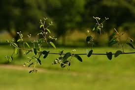 Image result for Helinus integrifolius