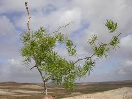 Image result for Asparagus suaveolens