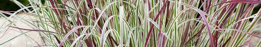 Image result for Schizachyrium jeffreysii