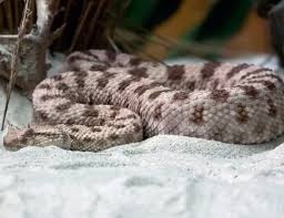 Тя се смята за една от опасните европейски змии, заради дългите си зъби (до 13 mm) и сравнително силната отрова. 100 Sa Shansovete Za Ocelyavane Pri Uhapvane Ot Pepelyanka Ako Se Dejstva Brzo