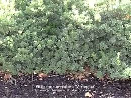 Maybe you would like to learn more about one of these? Pittosporum Tobira Variegata Variegata Japanese Mock Orange Youtube
