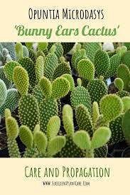 Opuntia Microdasys Bunny Ears Care And Propagation Opuntia Microdasys Cactus Care Bunny Ear Cactus