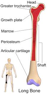 They build the entire picture, improve your understanding, consolidate the information and facilitate recall. Femur Wikiwand