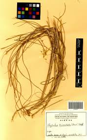 Image result for Rhytachne