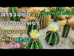 เท ยวสวนนงน ชพ ทยา ep 03 สำรวจช อแคคต ส สวนตะบองเพชร 2 ต นกระบองเพชร สวนข างบ าน