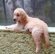 Our goldens have been either abandoned, abused, neglected, found roaming, found at the shelters, or have been voluntarily turned in. Best Golden Retriever Breeders In South Carolina 2021 We Love Doodles