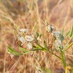 Image result for Polygala erioptera